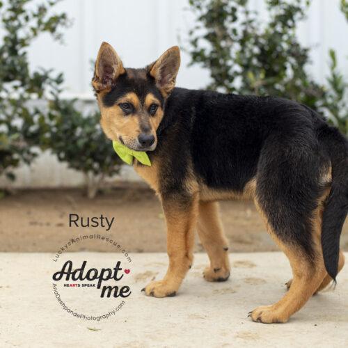 Rusty, an adoptable German Shepherd Dog, Mixed Breed in Bakersfield, CA, 93308 | Photo Image 5
