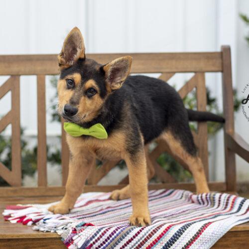 Rusty, an adoptable German Shepherd Dog, Mixed Breed in Bakersfield, CA, 93308 | Photo Image 5