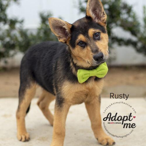Rusty, an adoptable German Shepherd Dog, Mixed Breed in Bakersfield, CA, 93308 | Photo Image 6