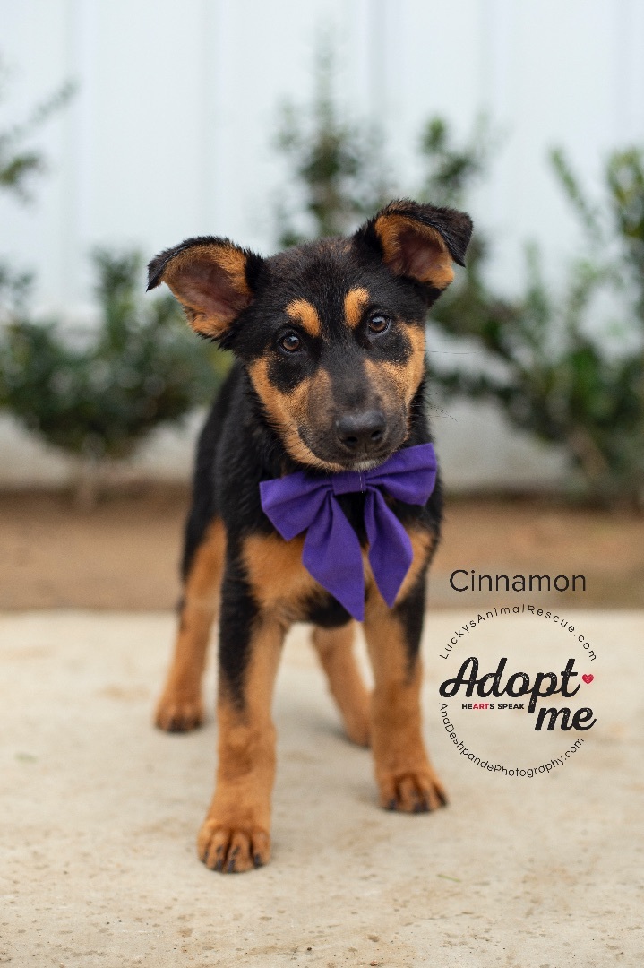 Cinnamon, an adoptable German Shepherd Dog, Mixed Breed in Bakersfield, CA, 93308 | Photo Image 1