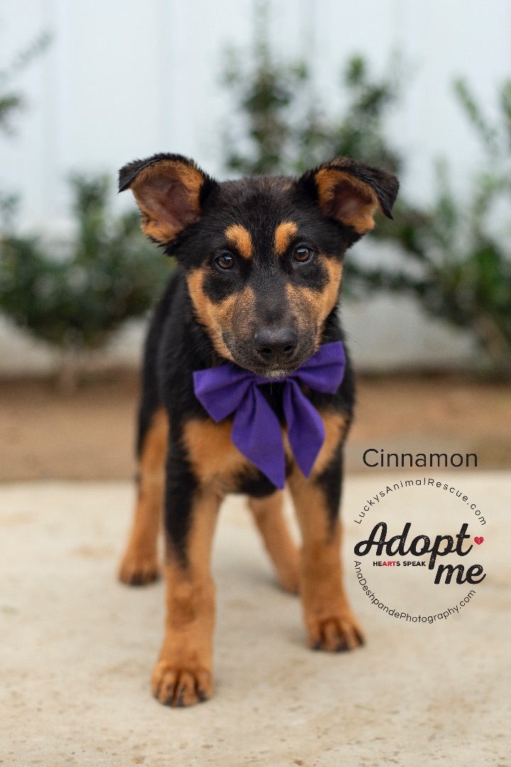 Cinnamon, an adoptable German Shepherd Dog, Mixed Breed in Bakersfield, CA, 93308 | Photo Image 2