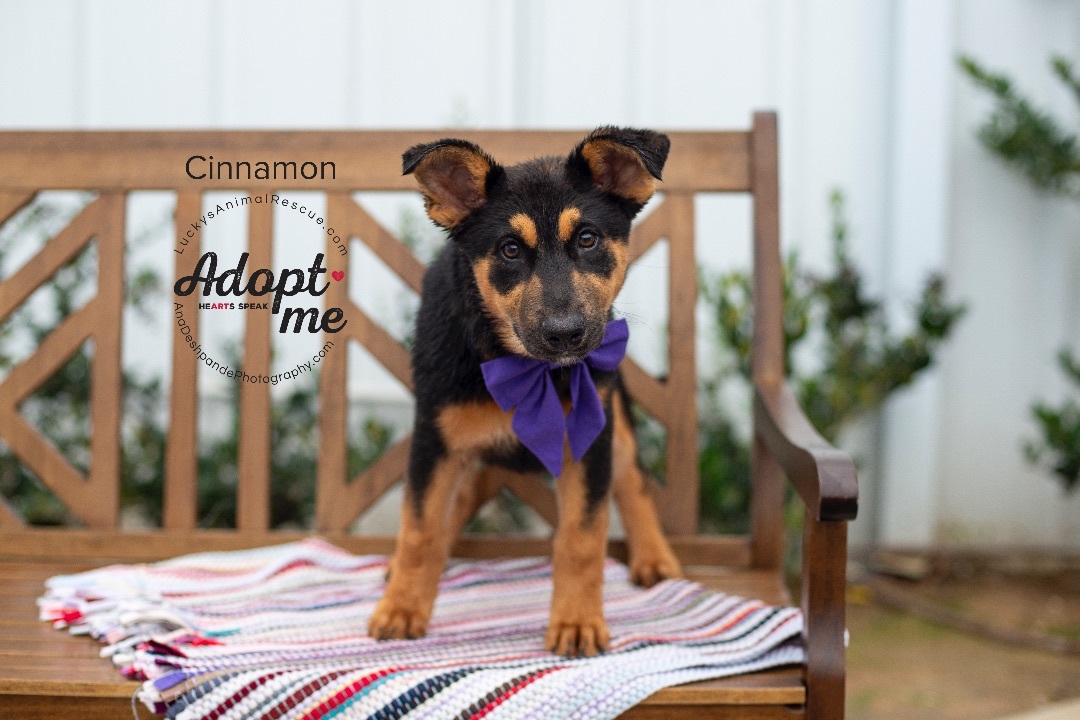 Cinnamon, an adoptable German Shepherd Dog, Mixed Breed in Bakersfield, CA, 93308 | Photo Image 3