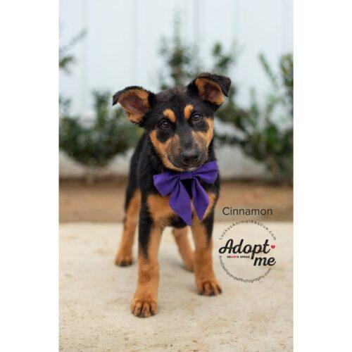 Cinnamon, an adoptable German Shepherd Dog, Mixed Breed in Bakersfield, CA, 93308 | Photo Image 4