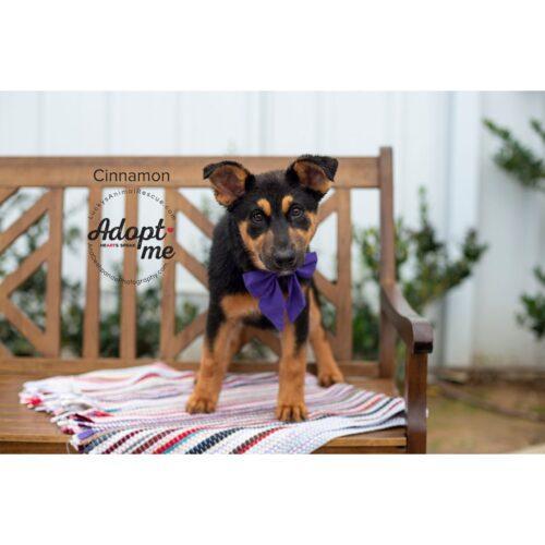 Cinnamon, an adoptable German Shepherd Dog, Mixed Breed in Bakersfield, CA, 93308 | Photo Image 6