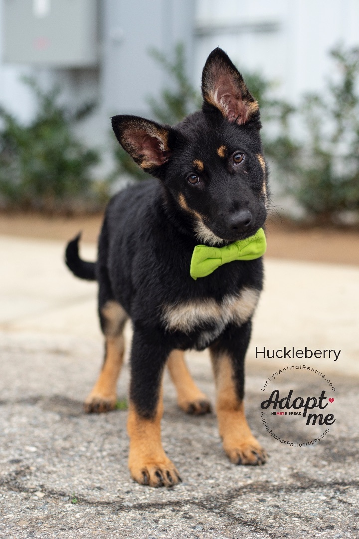 Huckleberry, an adoptable German Shepherd Dog, Mixed Breed in Bakersfield, CA, 93308 | Photo Image 1