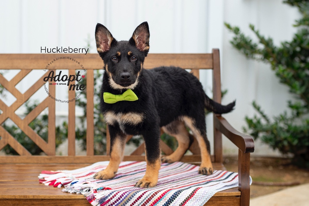 Huckleberry, an adoptable German Shepherd Dog, Mixed Breed in Bakersfield, CA, 93308 | Photo Image 2
