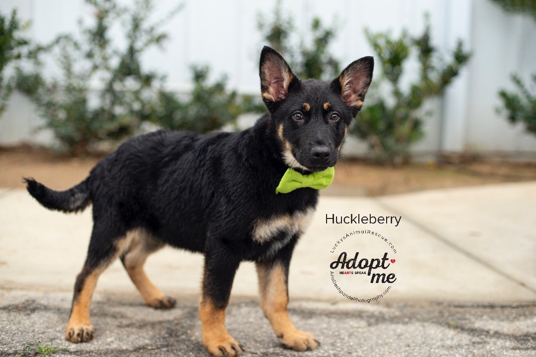 Huckleberry, an adoptable German Shepherd Dog, Mixed Breed in Bakersfield, CA, 93308 | Photo Image 3