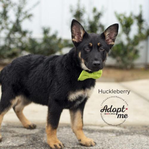 Huckleberry 4