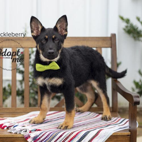 Huckleberry, an adoptable German Shepherd Dog, Mixed Breed in Bakersfield, CA, 93308 | Photo Image 5