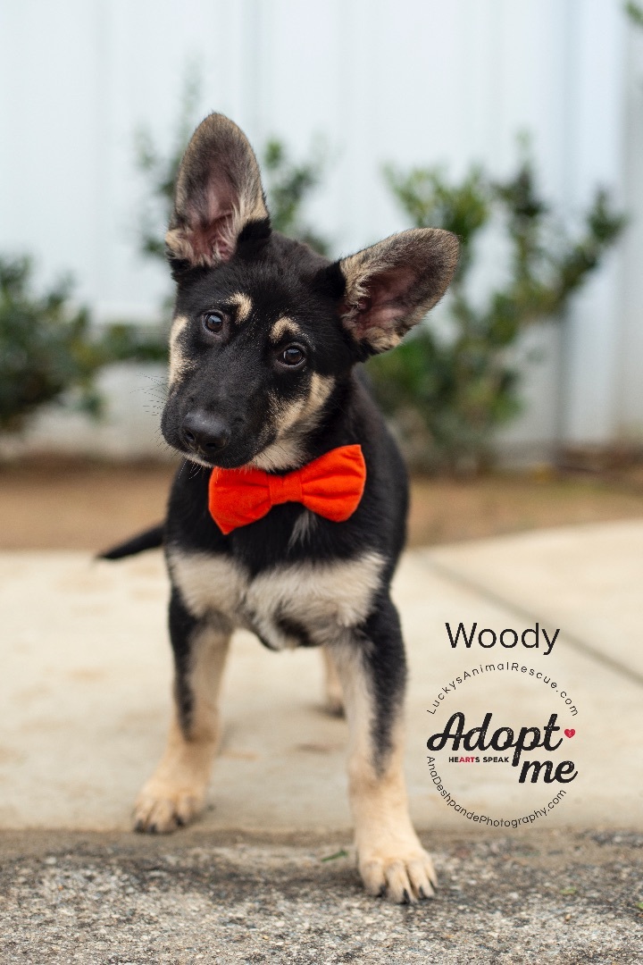 Woody, an adoptable German Shepherd Dog, Mixed Breed in Bakersfield, CA, 93308 | Photo Image 1