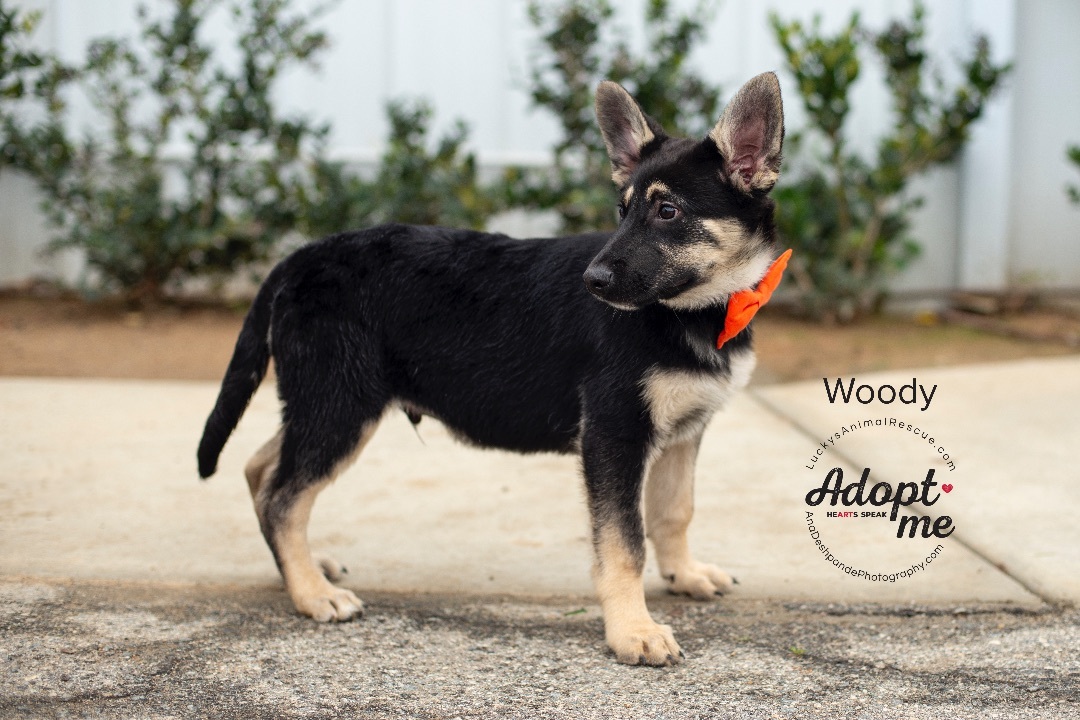 Woody, an adoptable German Shepherd Dog, Mixed Breed in Bakersfield, CA, 93308 | Photo Image 2