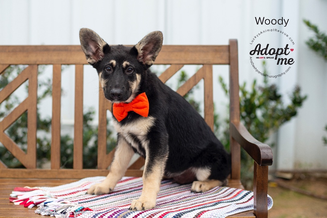 Woody, an adoptable German Shepherd Dog, Mixed Breed in Bakersfield, CA, 93308 | Photo Image 3