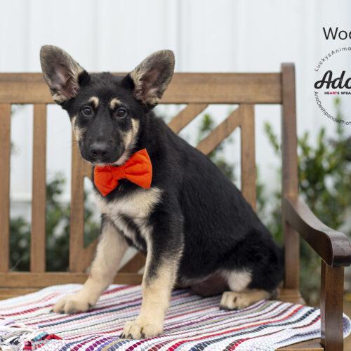 Woody, an adoptable German Shepherd Dog, Mixed Breed in Bakersfield, CA, 93308 | Photo Image 4