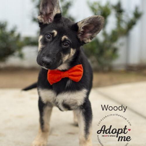 Woody, an adoptable German Shepherd Dog, Mixed Breed in Bakersfield, CA, 93308 | Photo Image 5