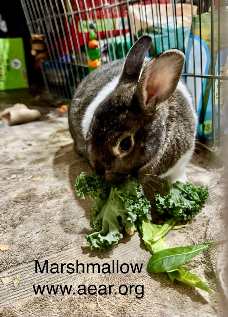 Marshmallow