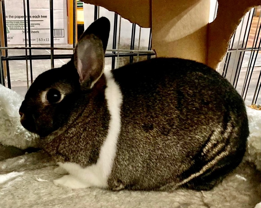 Marshmallow