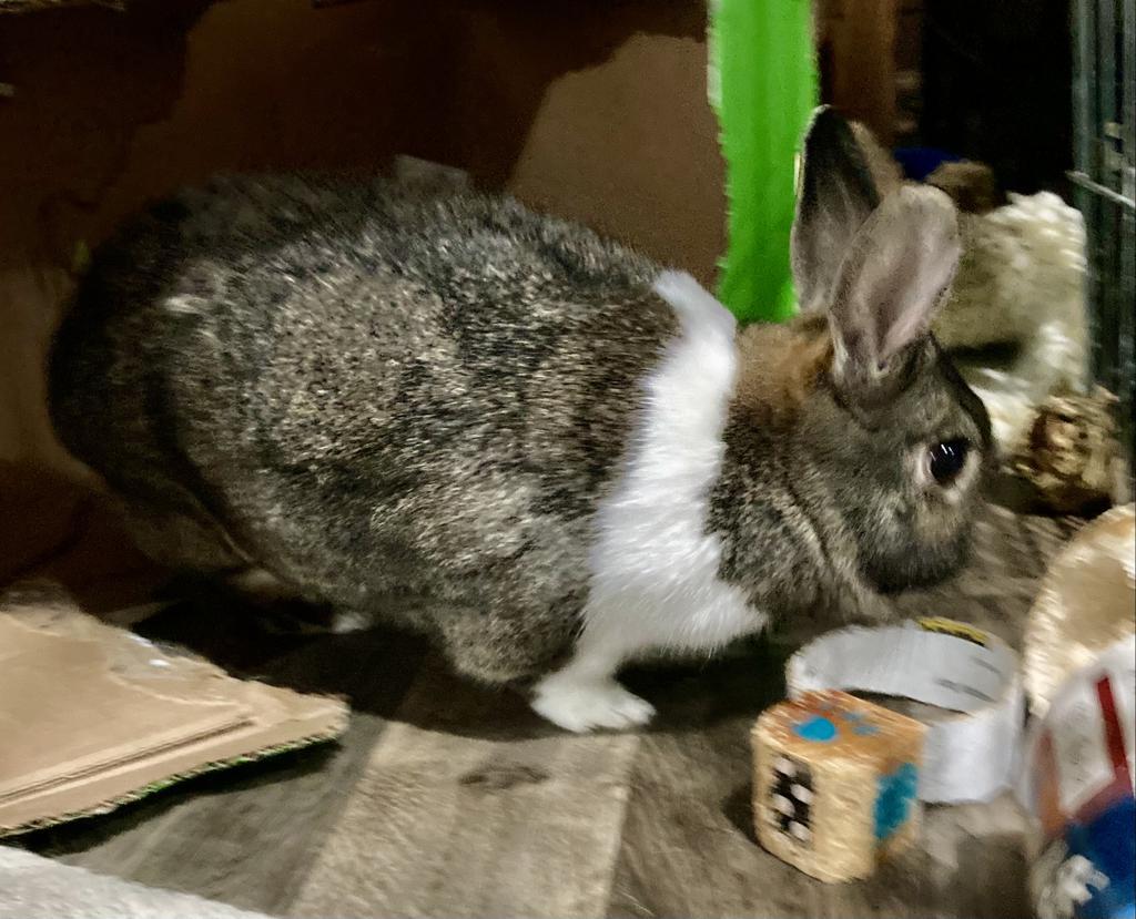 Marshmallow
