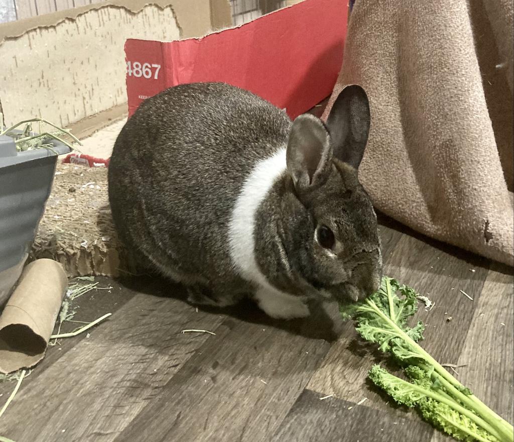 Marshmallow
