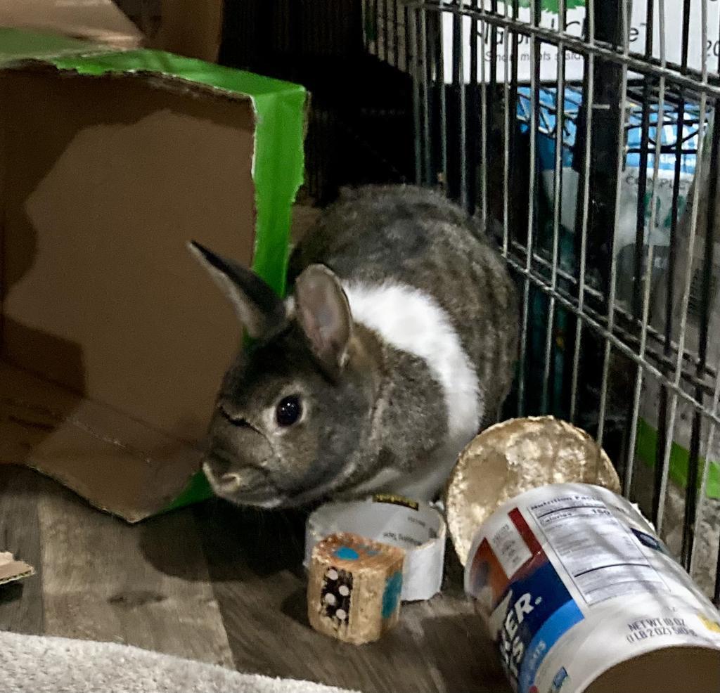 Marshmallow