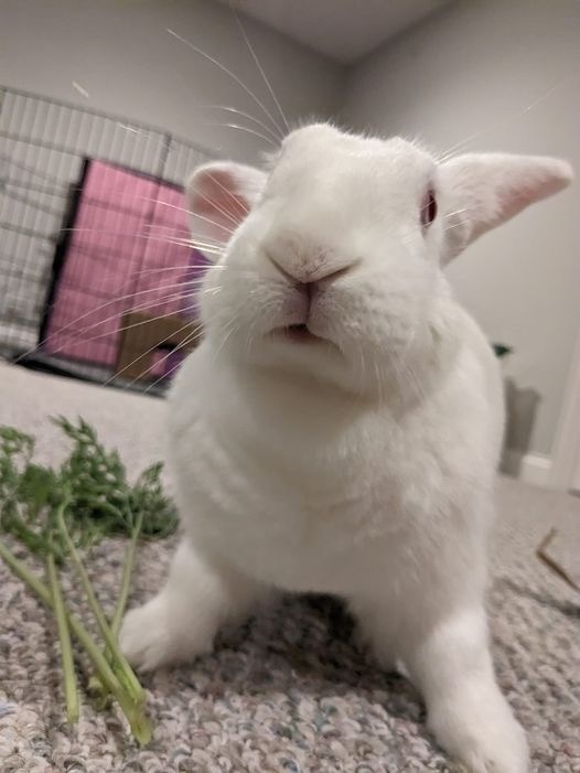Sabrina