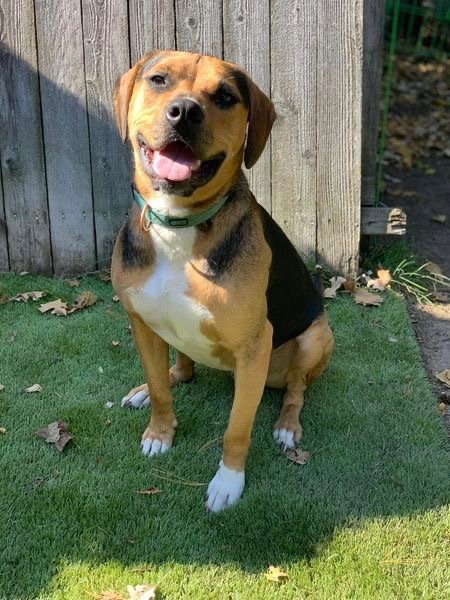 Cubby Joe, an adoptable Hound, Pit Bull Terrier in Libertyville, IL, 60048 | Photo Image 1