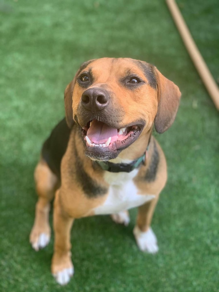 Cubby Joe, an adoptable Hound, Pit Bull Terrier in Libertyville, IL, 60048 | Photo Image 2