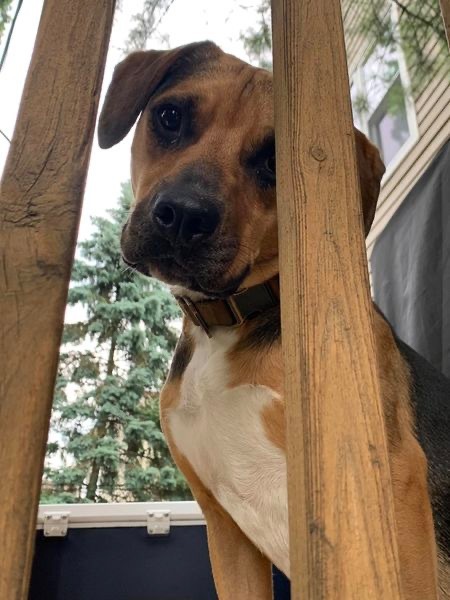 Cubby Joe, an adoptable Hound, Pit Bull Terrier in Libertyville, IL, 60048 | Photo Image 3
