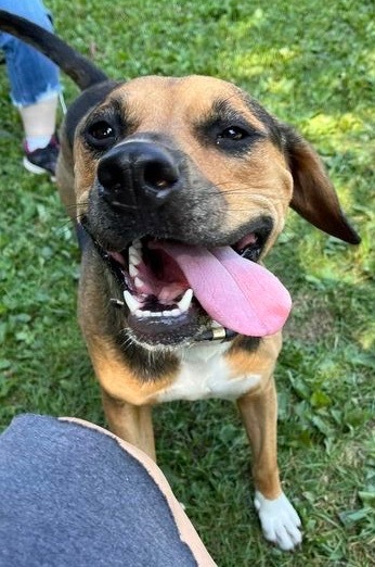 Cubby Joe, an adoptable Hound, Pit Bull Terrier in Libertyville, IL, 60048 | Photo Image 4