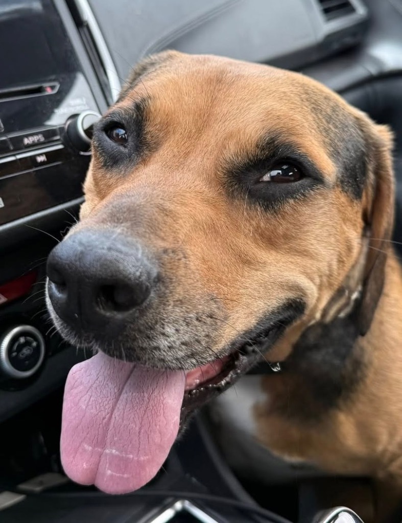 Cubby Joe, an adoptable Hound, Pit Bull Terrier in Libertyville, IL, 60048 | Photo Image 5