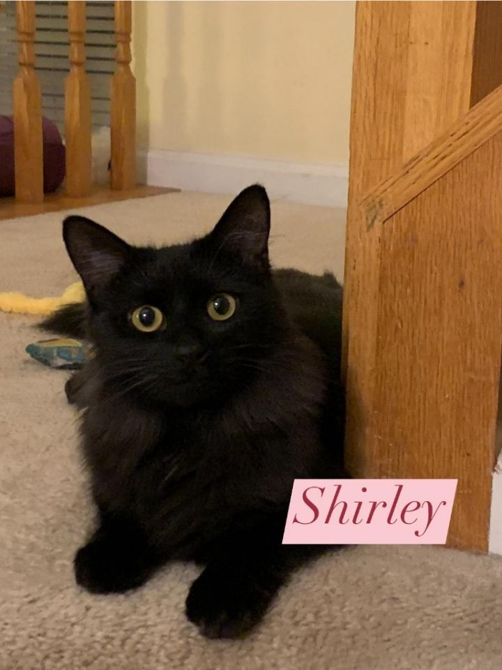 Shirley 6