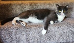 Finnegan, Adult Male unknown