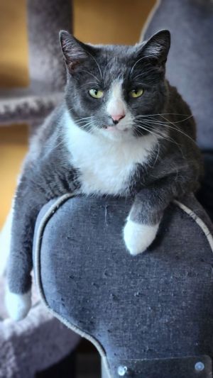 Finnegan