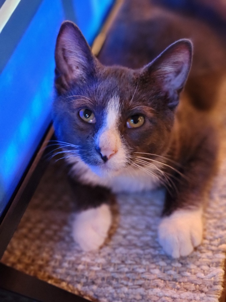 Finn