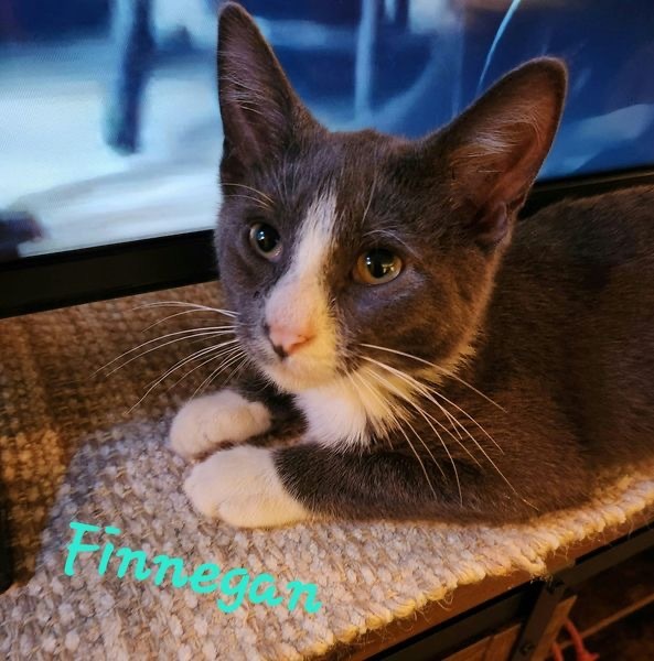 Finnegan