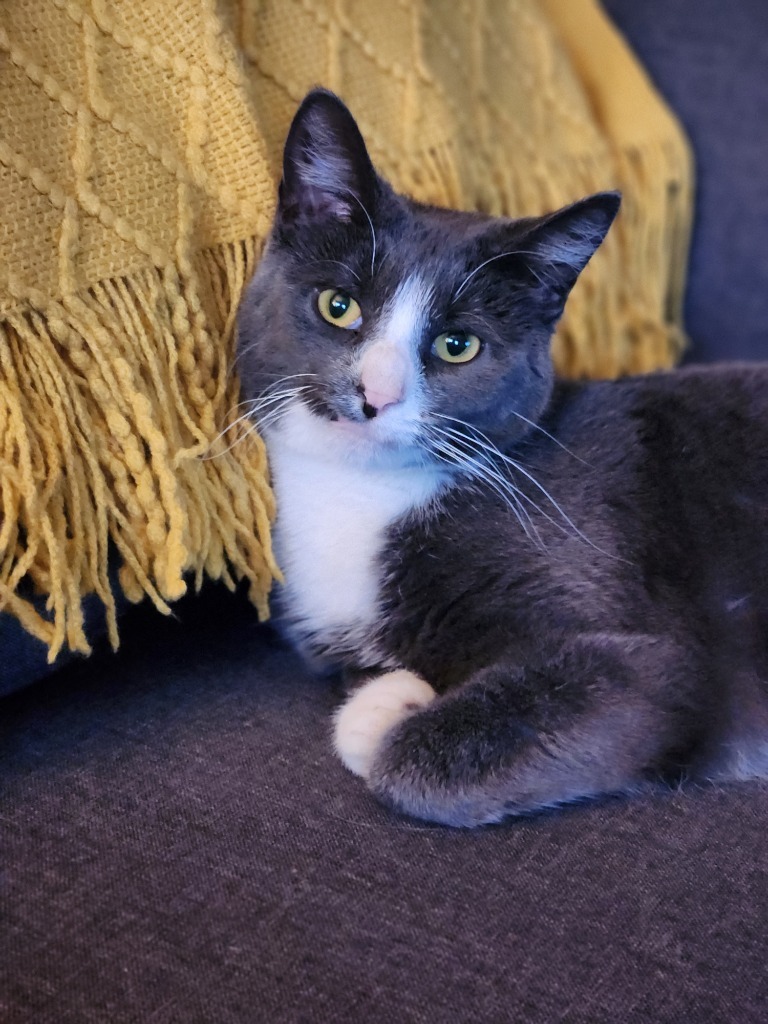 Finn