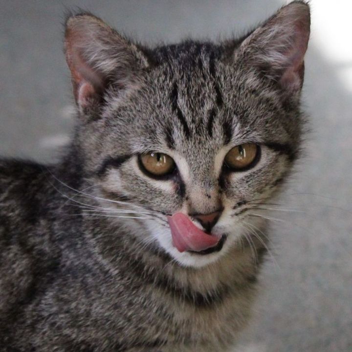 Cat for adoption - Rambo (had a blast at Purrs and Poses Kitten Yoga  class!), a Tiger in Raleigh, NC