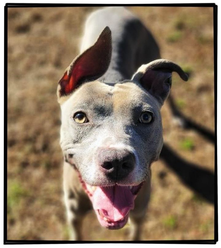 Dog for adoption DA 31 Isolde, a Pit Bull Terrier in Glen Allen, VA