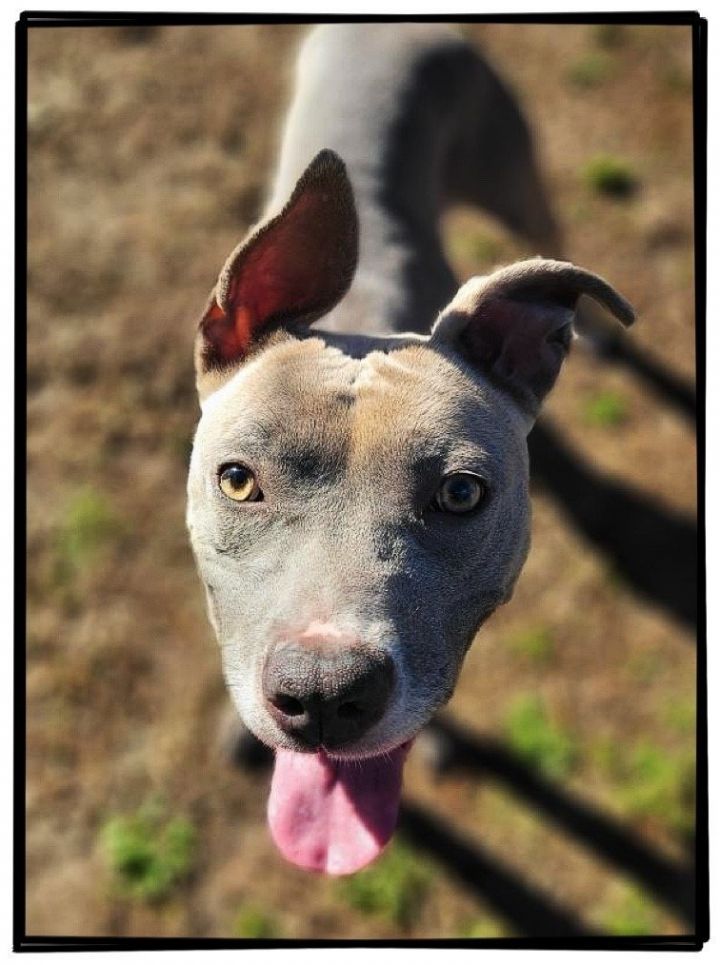 Dog for adoption DA 31 Isolde, a Pit Bull Terrier in Glen Allen, VA