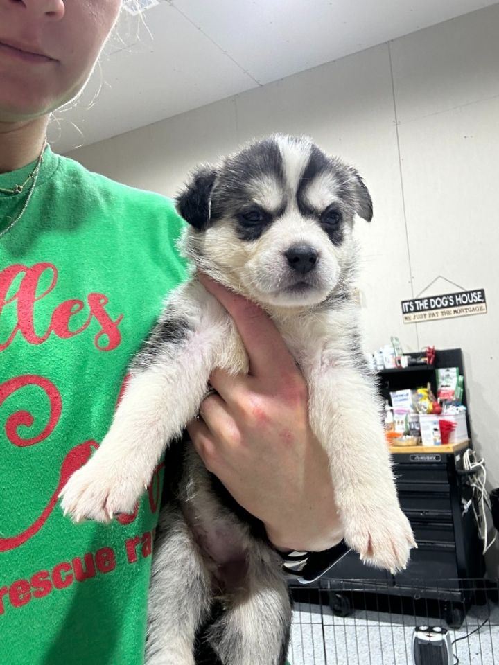 Husky puppies for sale 2024 ct