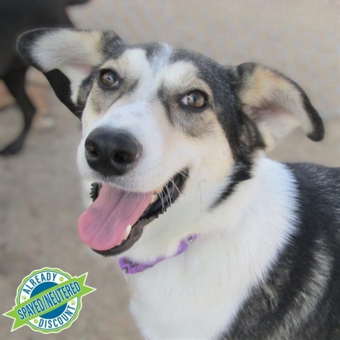 Sweet Caroline, an adoptable Mixed Breed in Las Cruces, NM, 88012 | Photo Image 1