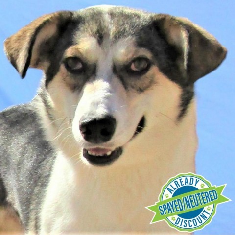 Sweet Caroline, an adoptable Mixed Breed in Las Cruces, NM, 88012 | Photo Image 1