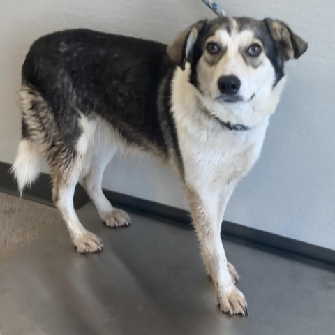 Sweet Caroline, an adoptable Mixed Breed in Las Cruces, NM, 88012 | Photo Image 2