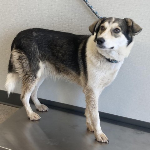 Sweet Caroline, an adoptable Mixed Breed in Las Cruces, NM, 88012 | Photo Image 3