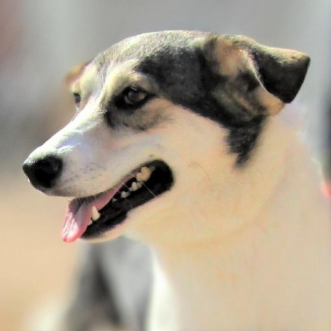 Sweet Caroline, an adoptable Mixed Breed in Las Cruces, NM, 88012 | Photo Image 5