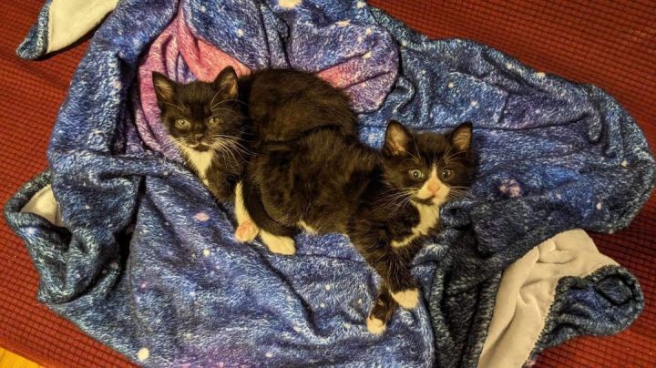 Holly & Juniper, an adopted Tuxedo & Domestic Medium Hair Mix in Bethel, CT_image-2