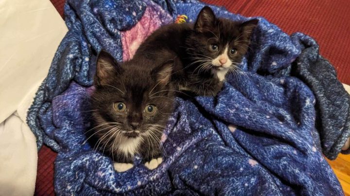 Holly & Juniper, an adopted Tuxedo & Domestic Medium Hair Mix in Bethel, CT_image-5