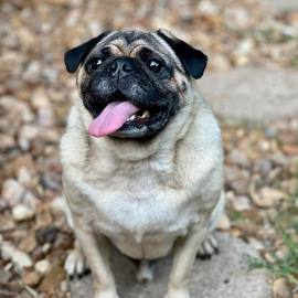 Muffin pug rescue sales adoption