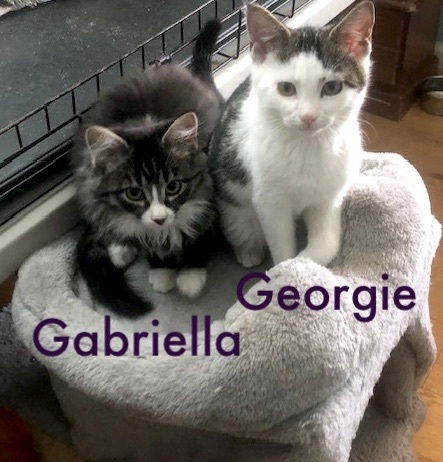 Georgie (bonded Gabriella) (FCID# 12/12/2023-102)
