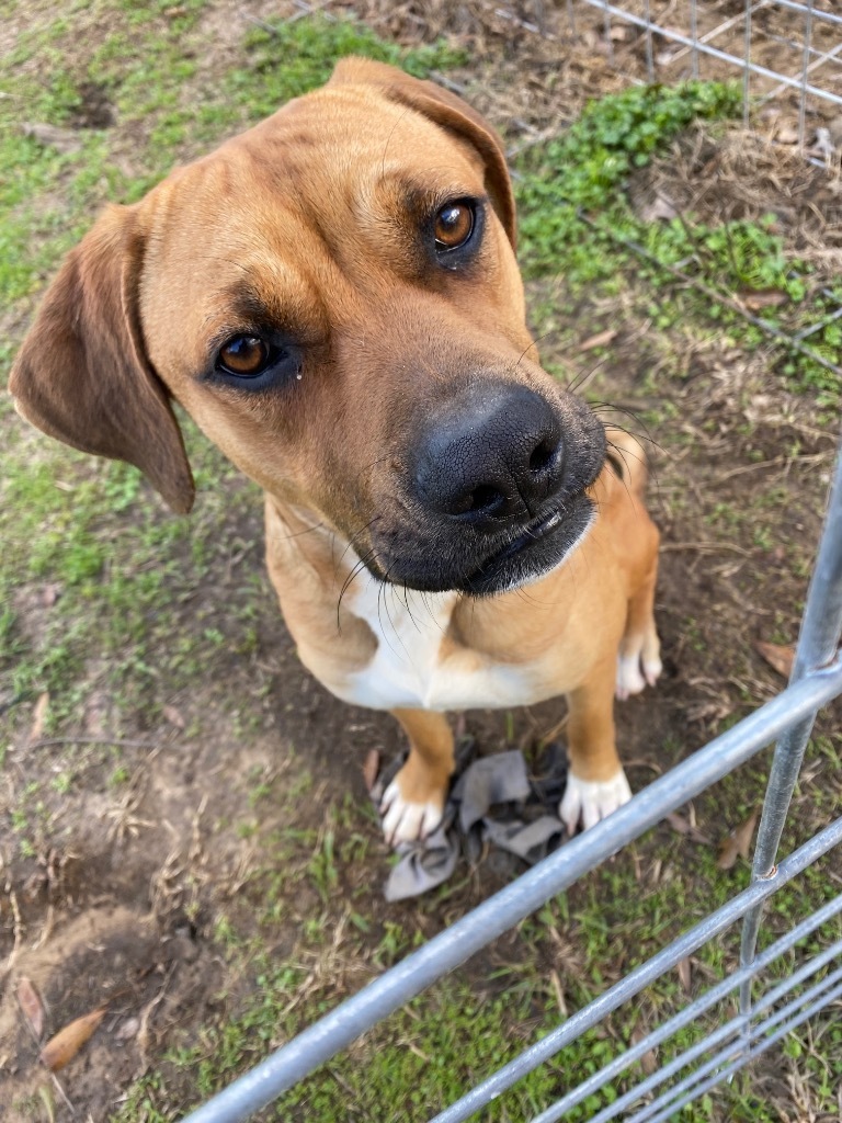 Sadie, an adoptable Black Mouth Cur, Mixed Breed in St. Francisville, LA, 70775 | Photo Image 1