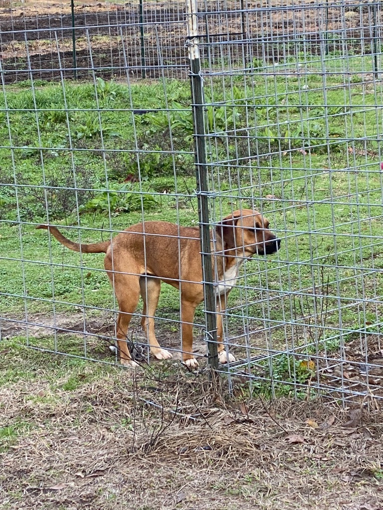 Sadie, an adoptable Black Mouth Cur, Mixed Breed in St. Francisville, LA, 70775 | Photo Image 2